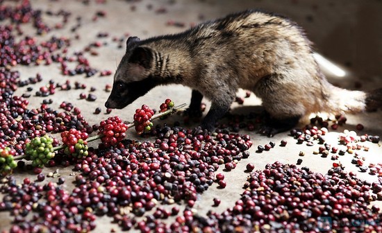 Weasel coffee discount